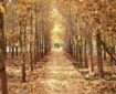 لذت قدم زدن بر روی فرش برگ‌های پاییزی در بوستان‌های منطقه ۴ را از دست ندهید